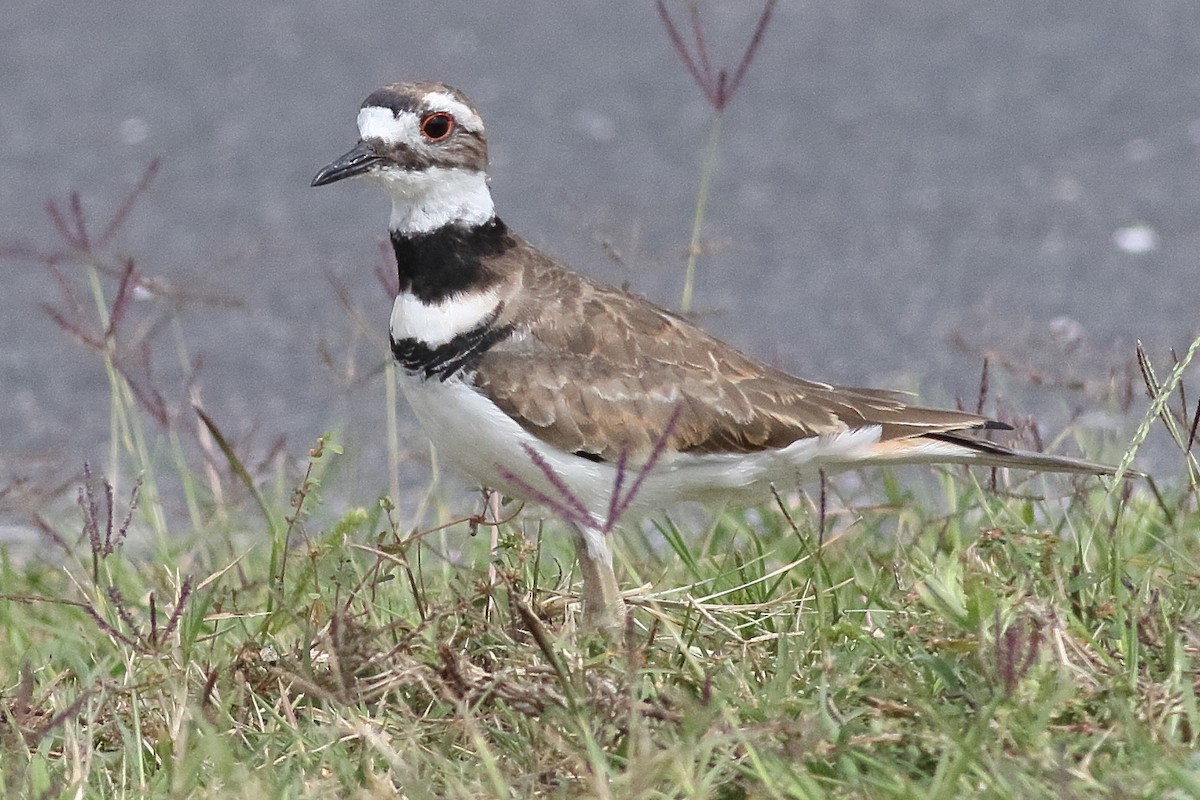 Killdeer - ML638375187