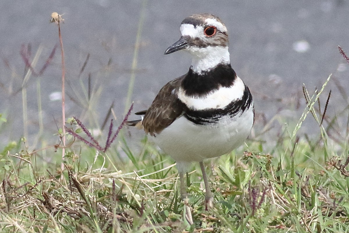 Killdeer - ML638375189