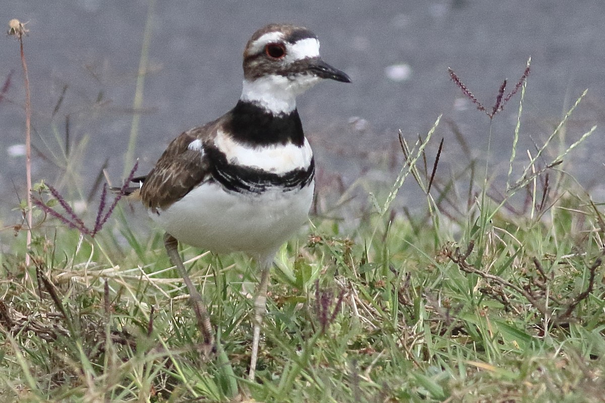 Killdeer - ML638375191