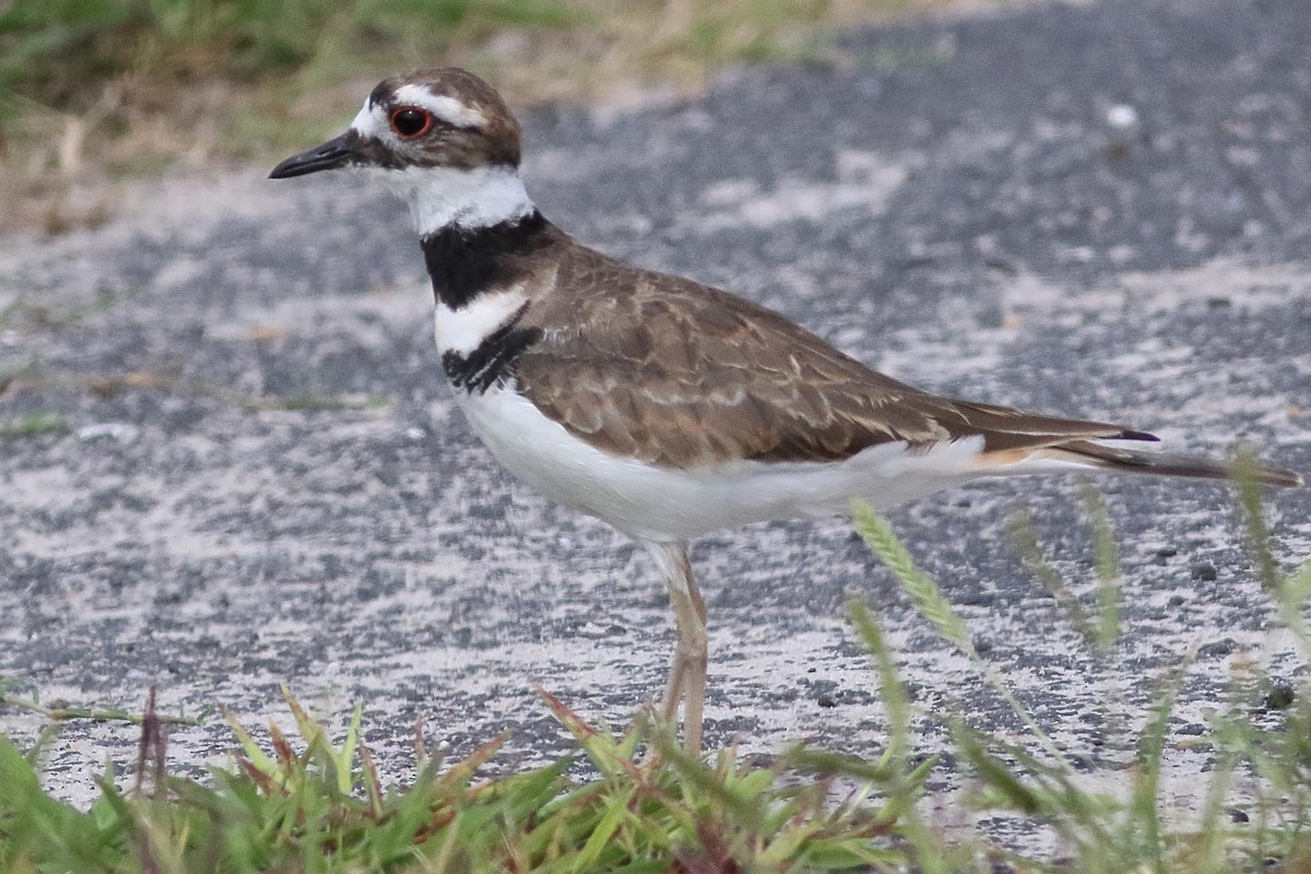 Killdeer - ML638375193