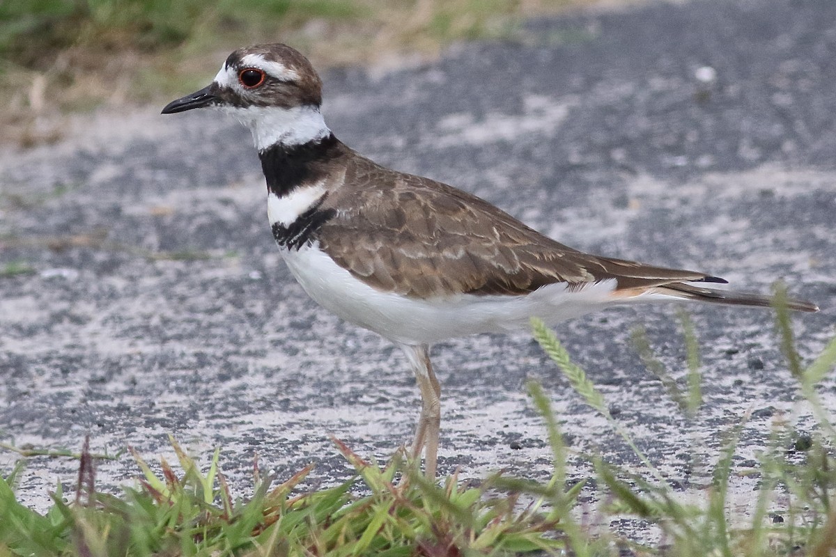 Killdeer - ML638375194