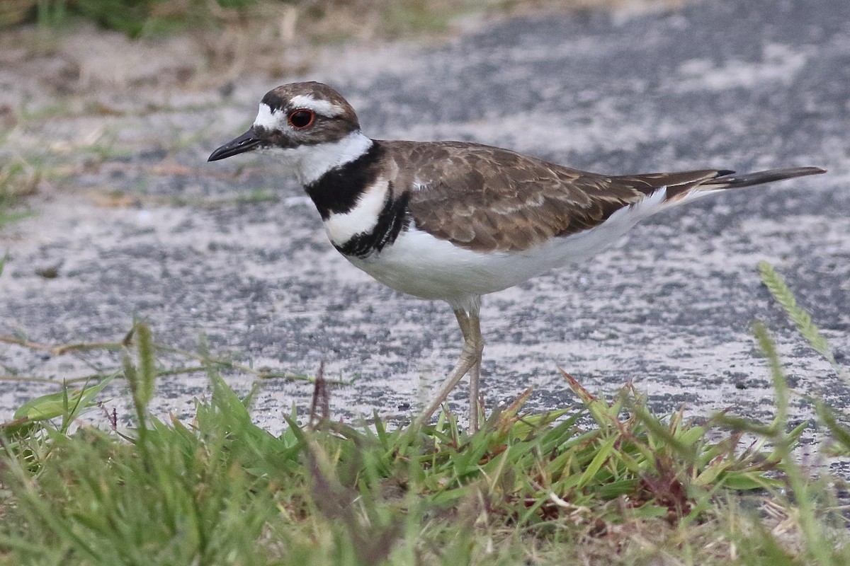 Killdeer - ML638375195