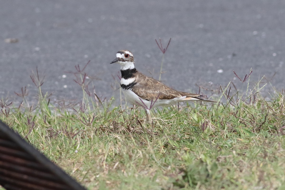 Killdeer - ML638375197