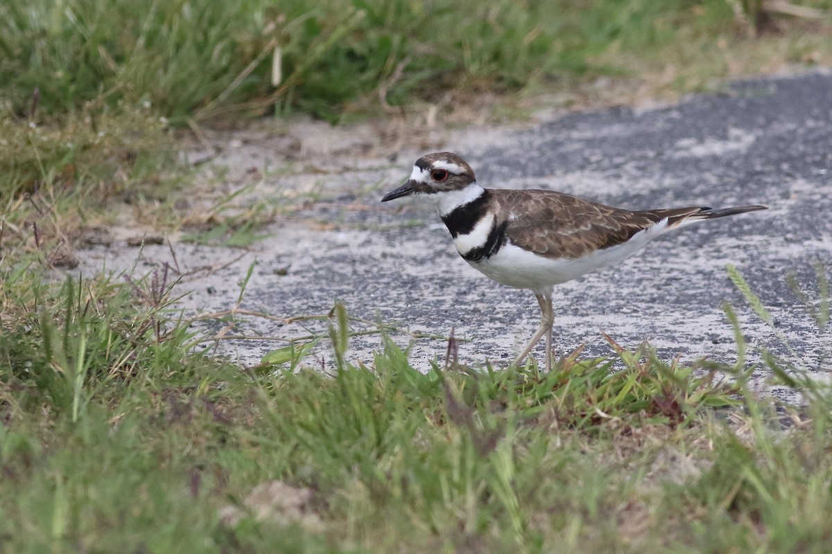 Killdeer - ML638375198