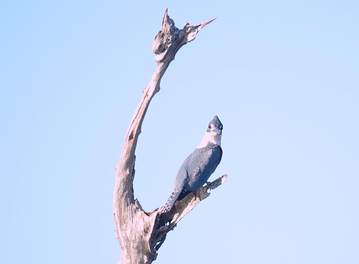 Ringed Kingfisher - ML638375202