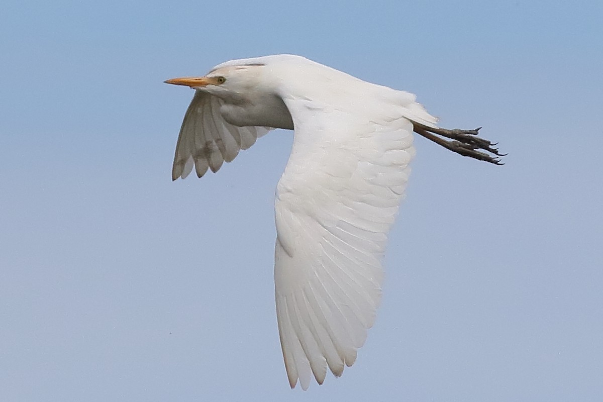 Western Cattle-Egret - ML638375204