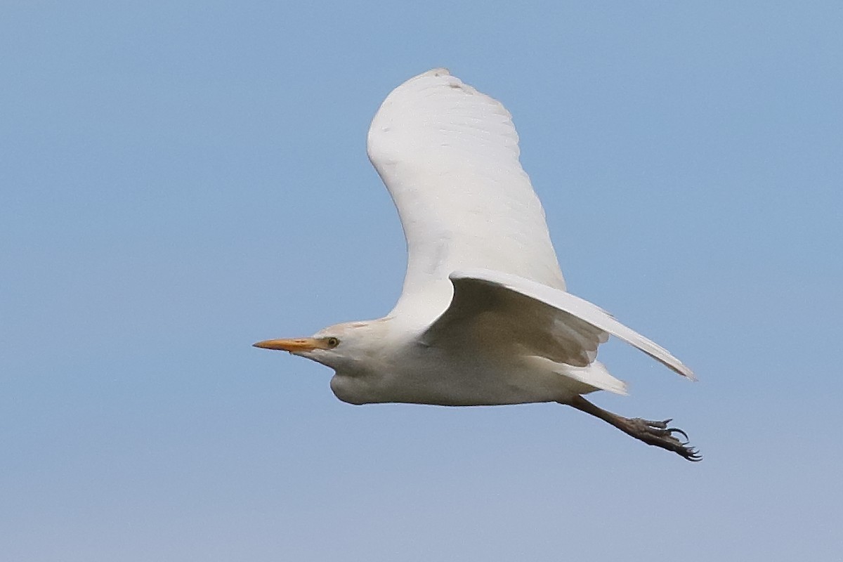 Western Cattle-Egret - ML638375205