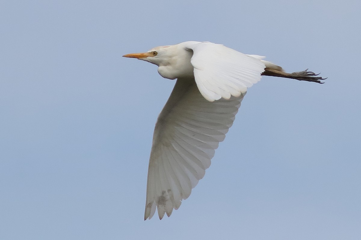 Western Cattle-Egret - ML638375208