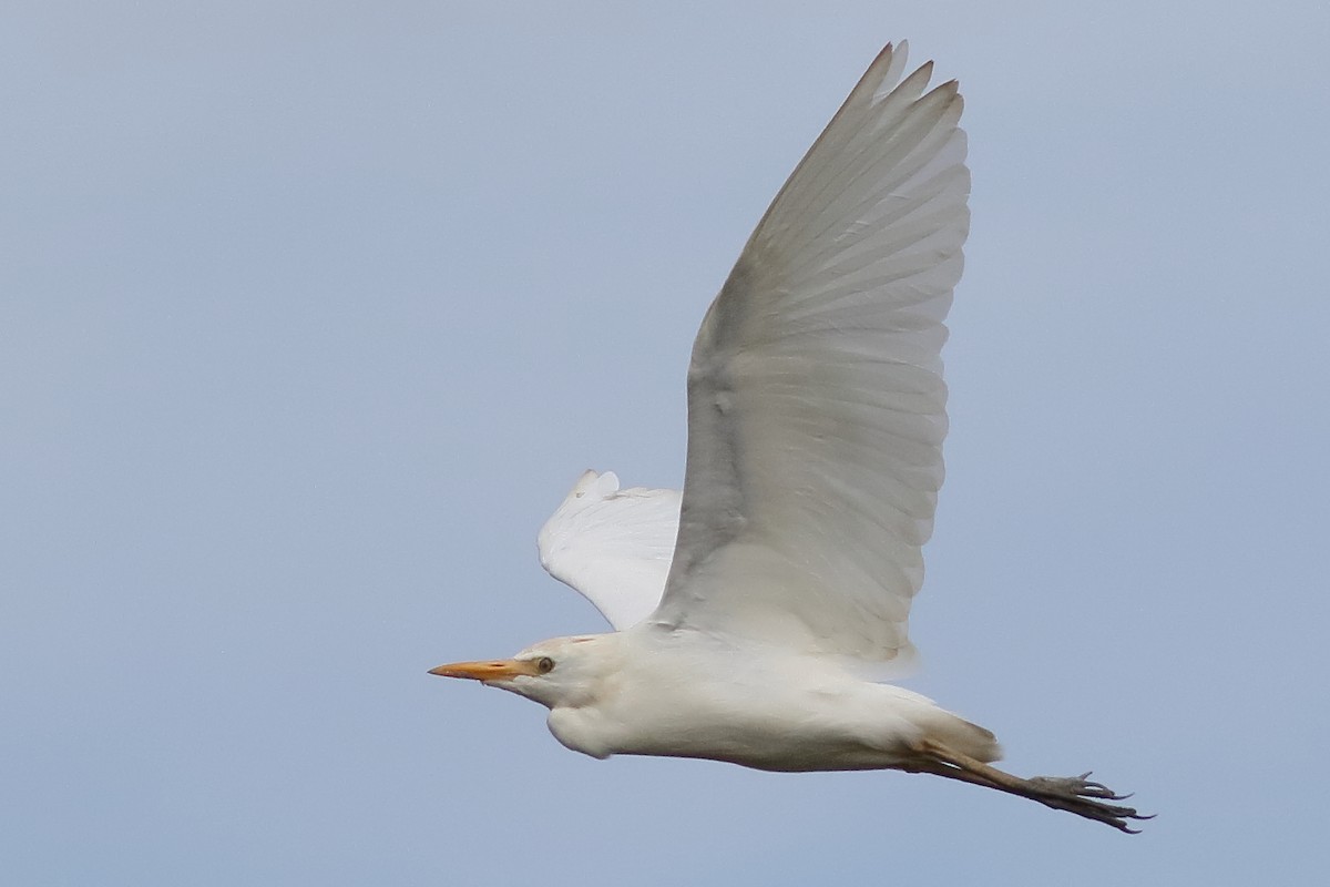 Western Cattle-Egret - ML638375209