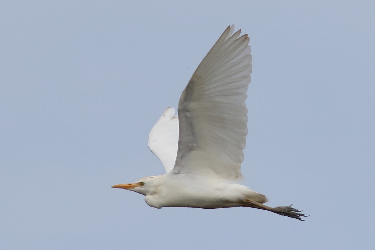 Western Cattle-Egret - ML638375210