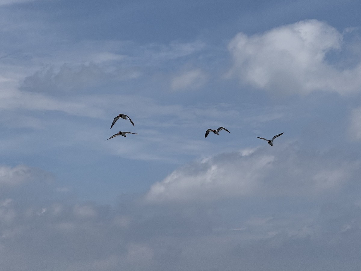 American Oystercatcher - ML638375215