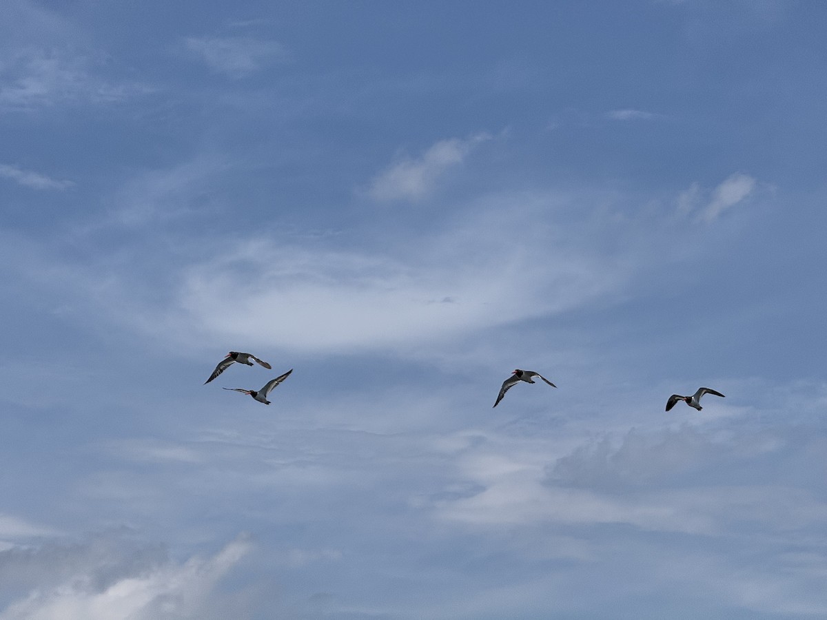 American Oystercatcher - ML638375216