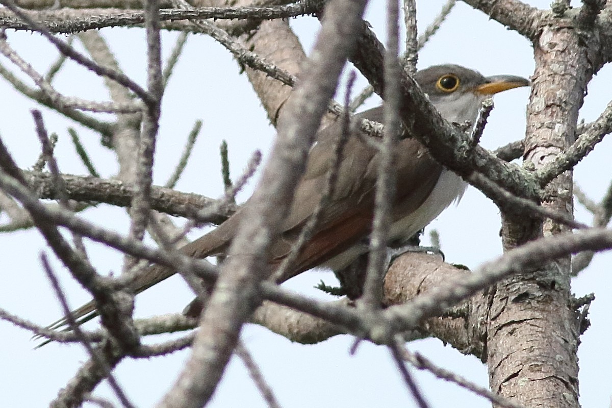 Yellow-billed Cuckoo - ML638375217