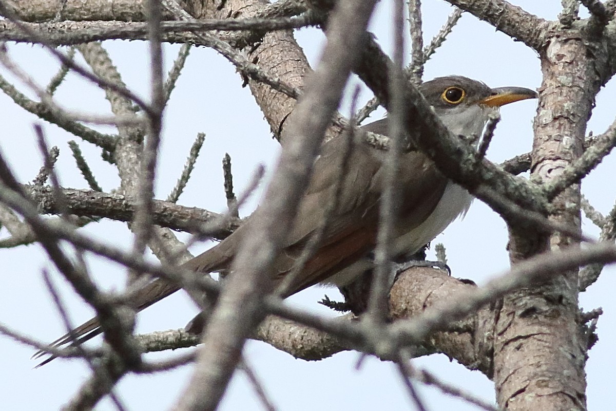 Yellow-billed Cuckoo - ML638375218