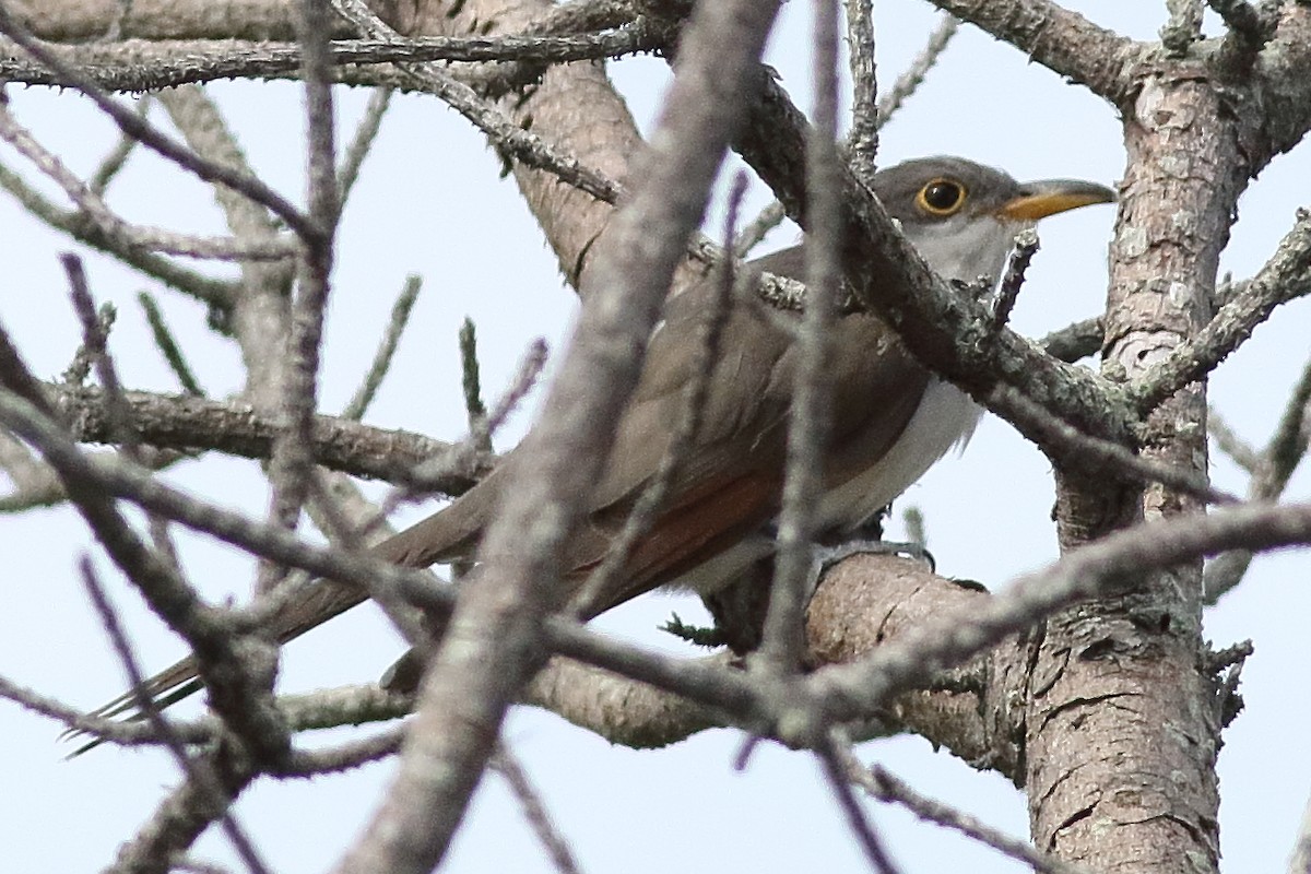 Yellow-billed Cuckoo - ML638375219