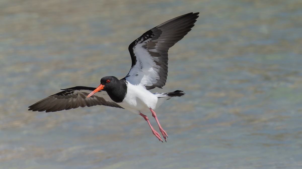Pied Oystercatcher - ML638375223