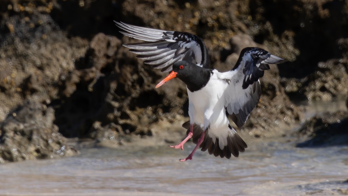 Pied Oystercatcher - ML638375224