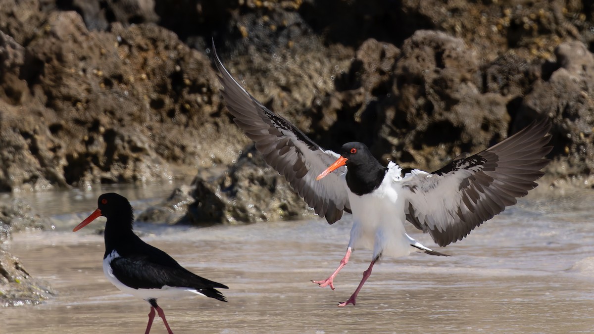 Pied Oystercatcher - ML638375225