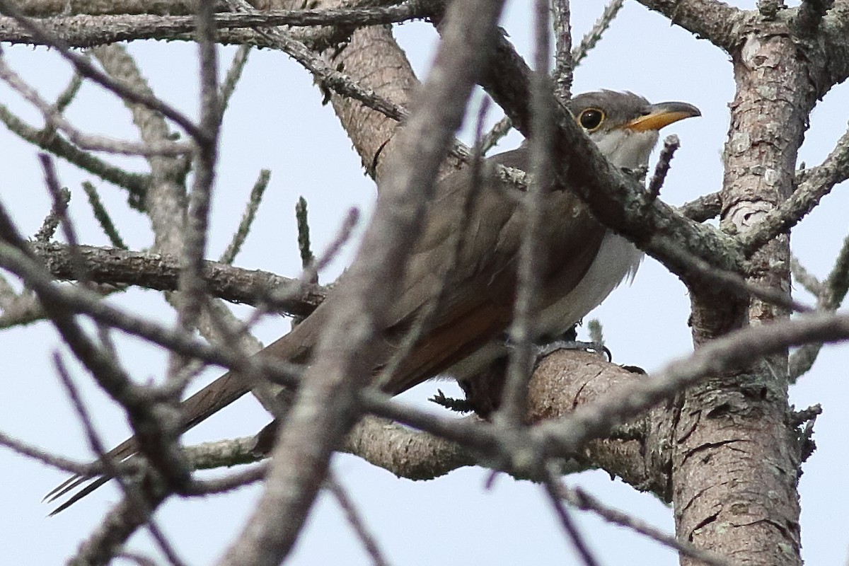 Yellow-billed Cuckoo - ML638375236