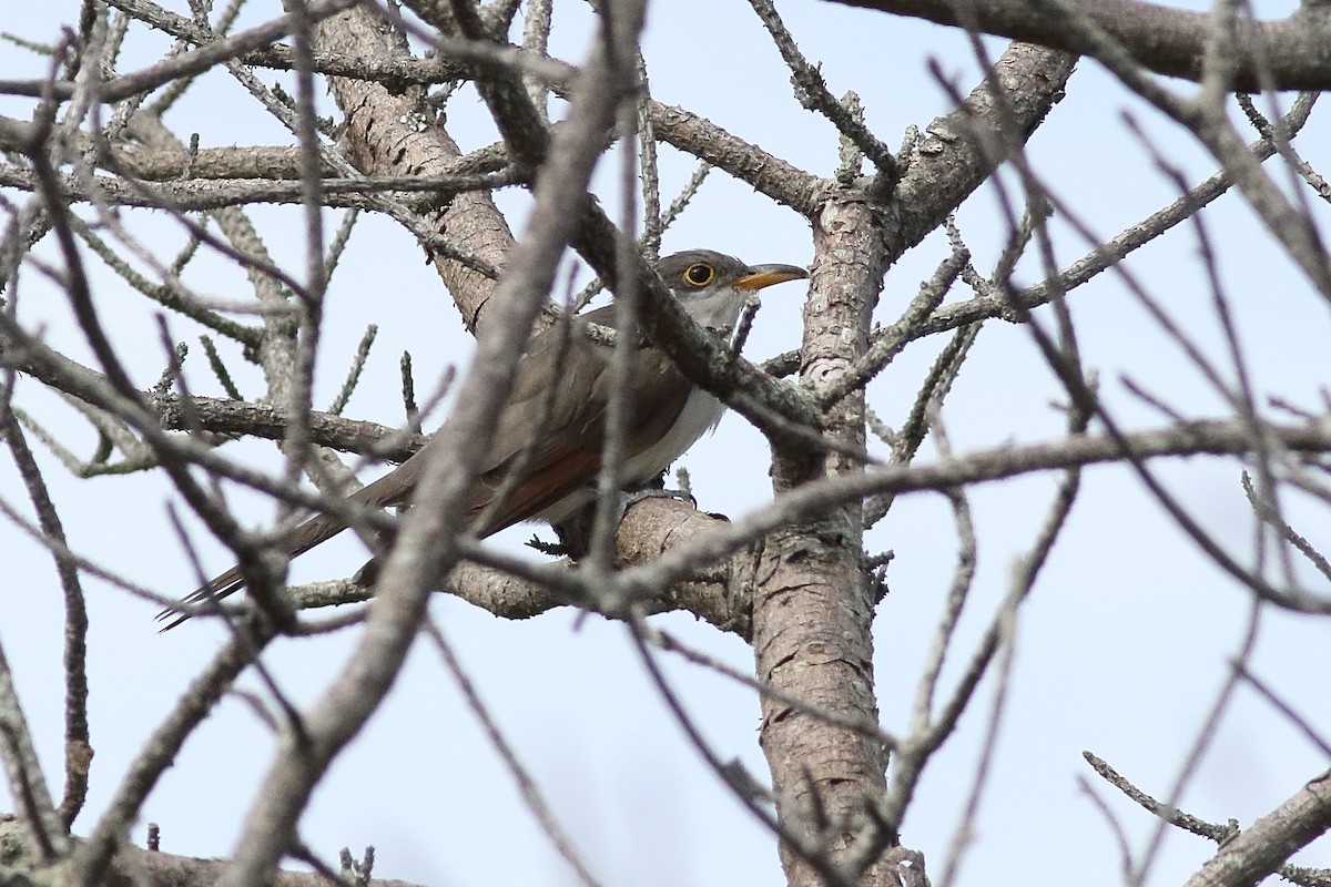 Yellow-billed Cuckoo - ML638375237