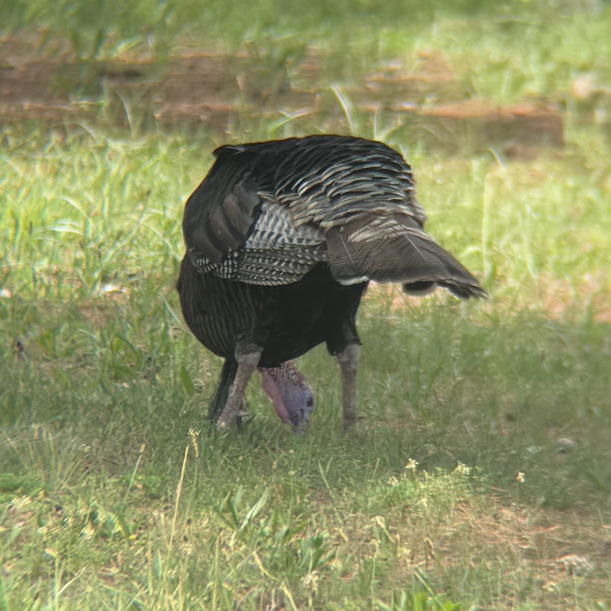 Wild Turkey - ML638375240
