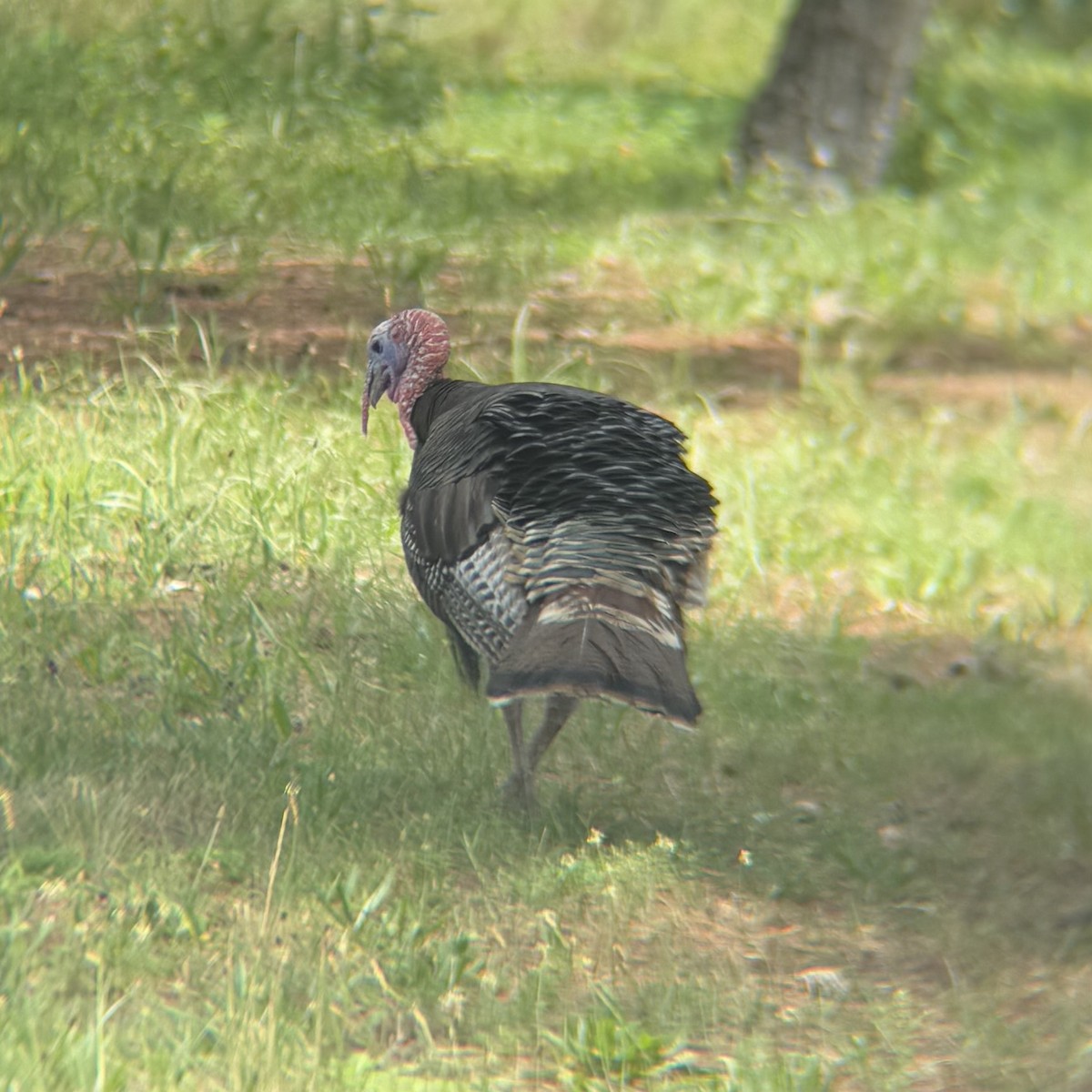 Wild Turkey - ML638375241