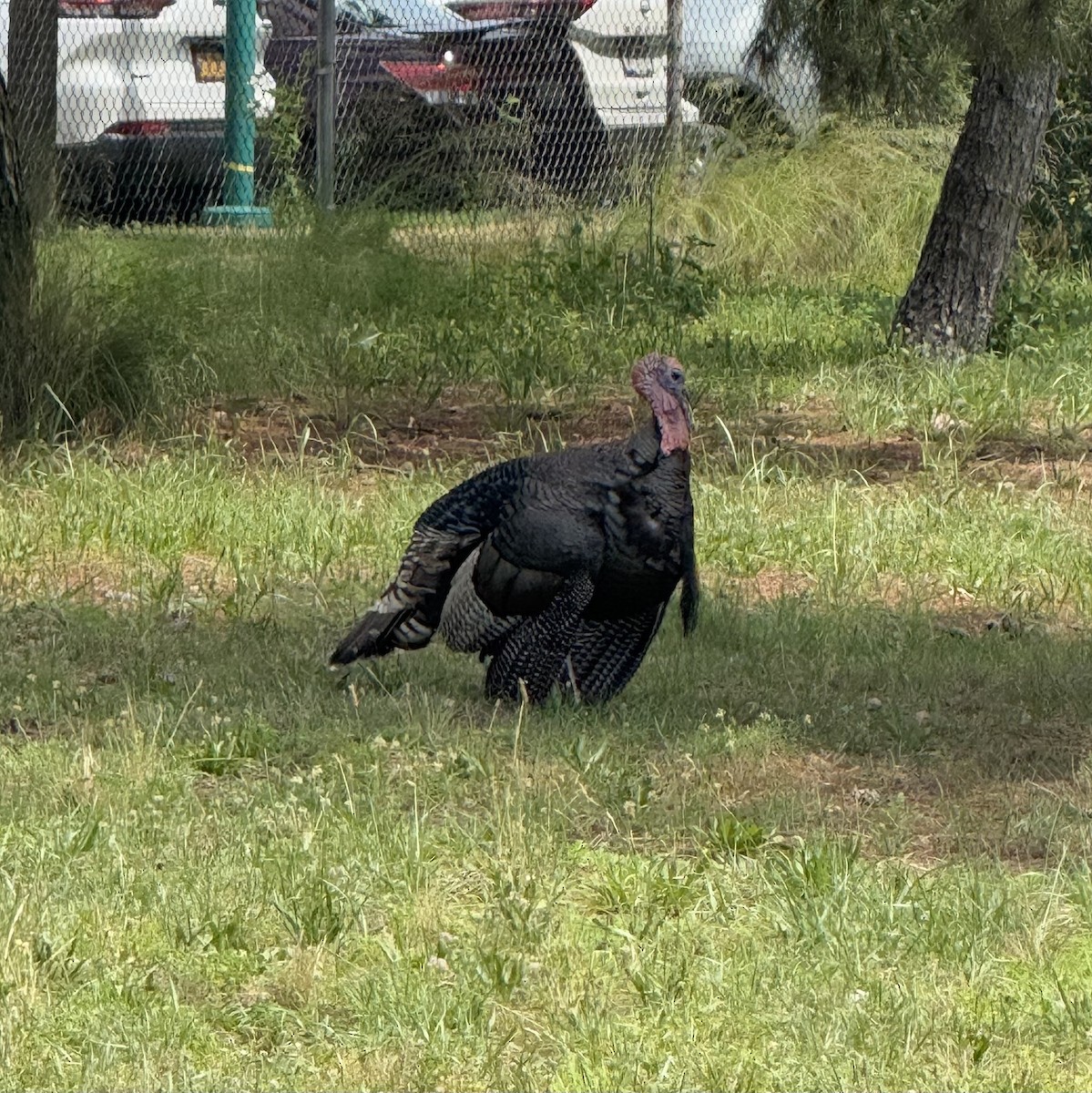 Wild Turkey - ML638375242