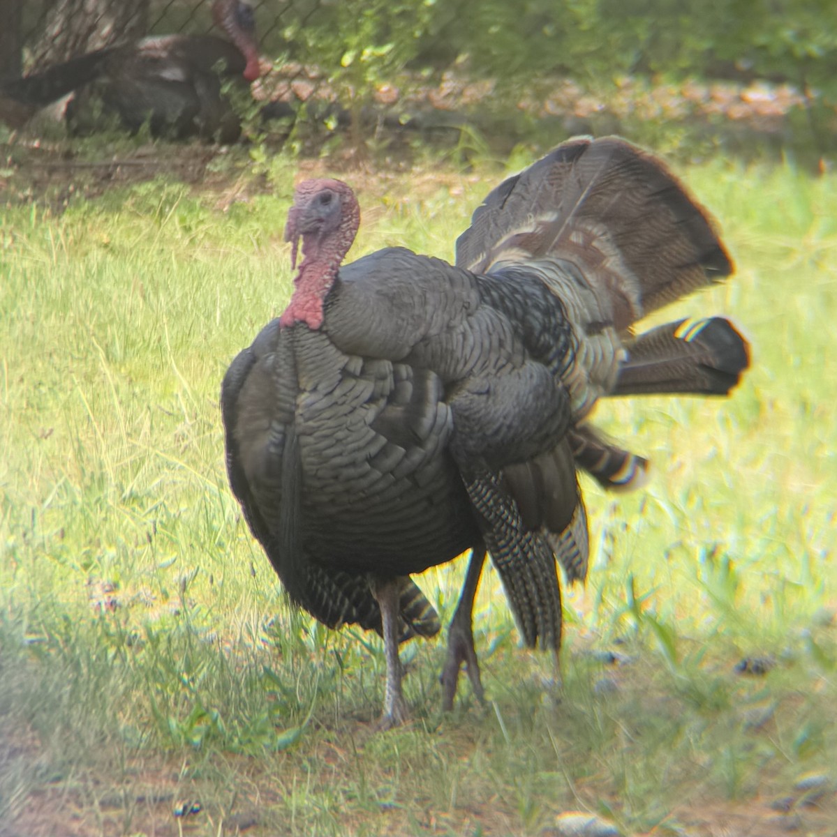 Wild Turkey - ML638375243