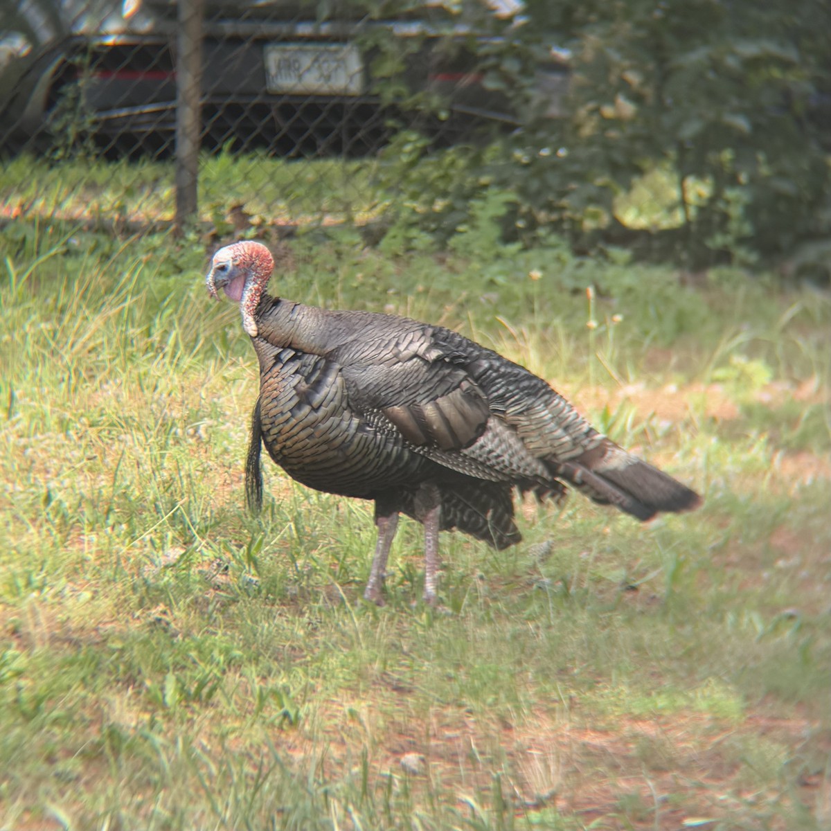 Wild Turkey - ML638375244