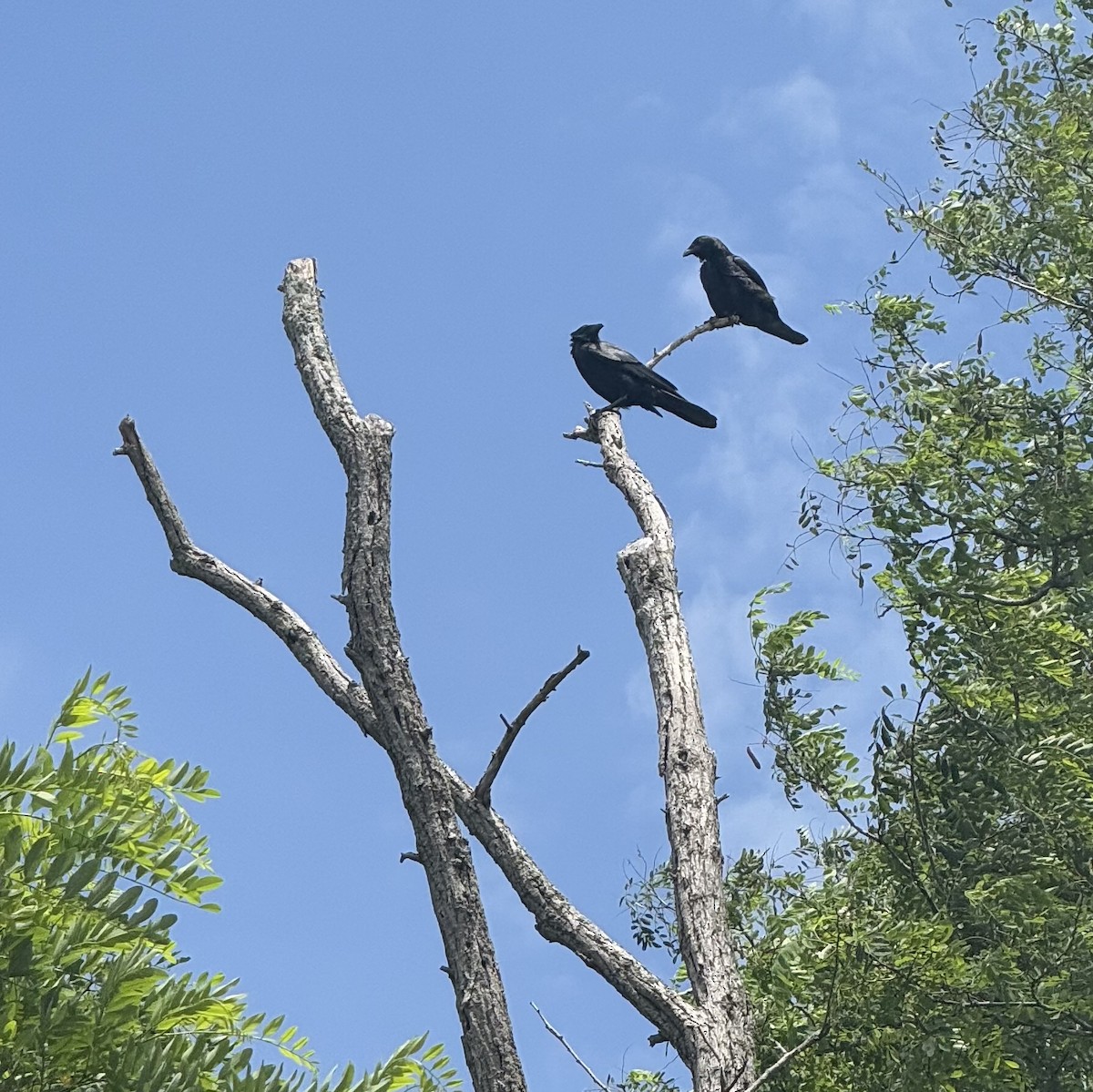 Fish Crow - ML638375256