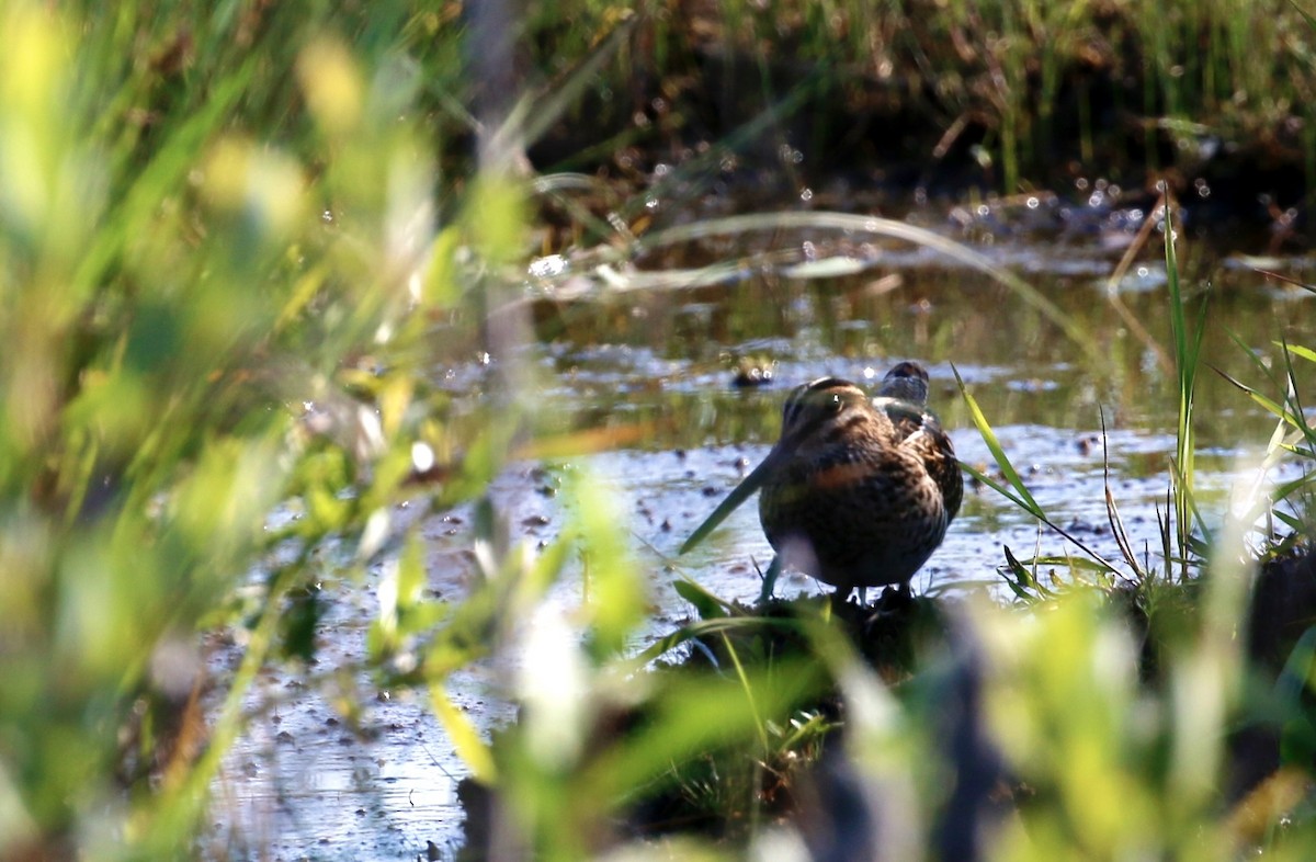 Wilson's Snipe - ML638375262