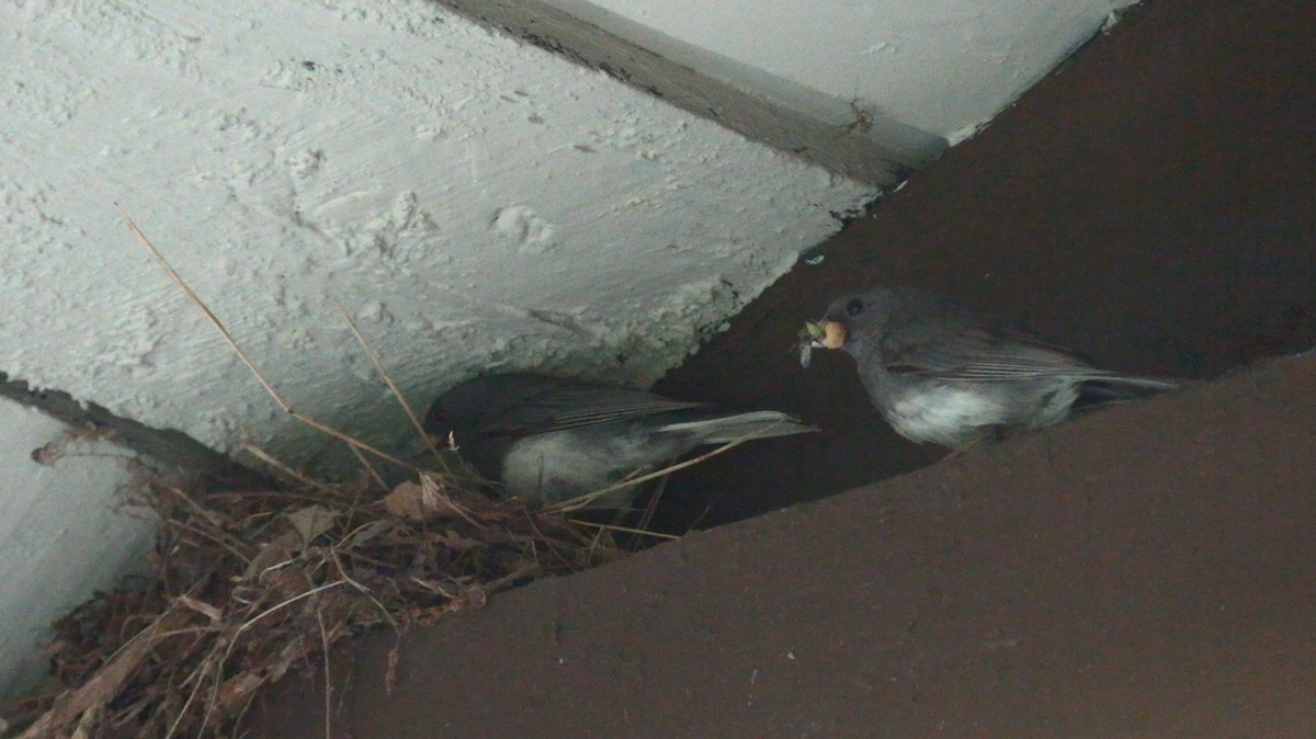 Dark-eyed Junco - ML638375313