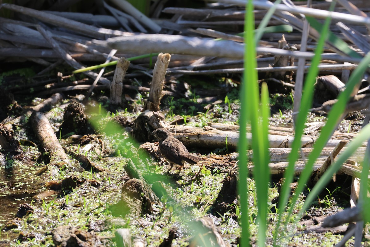 Marsh Wren - ML638375315