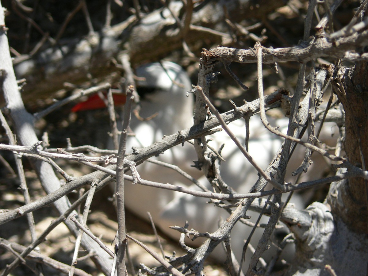 Phaéton à brins rouges - ML638375321