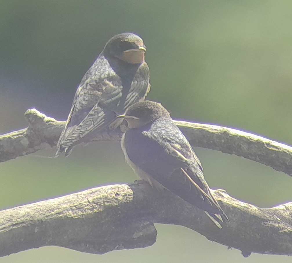 Barn Swallow - ML638375338