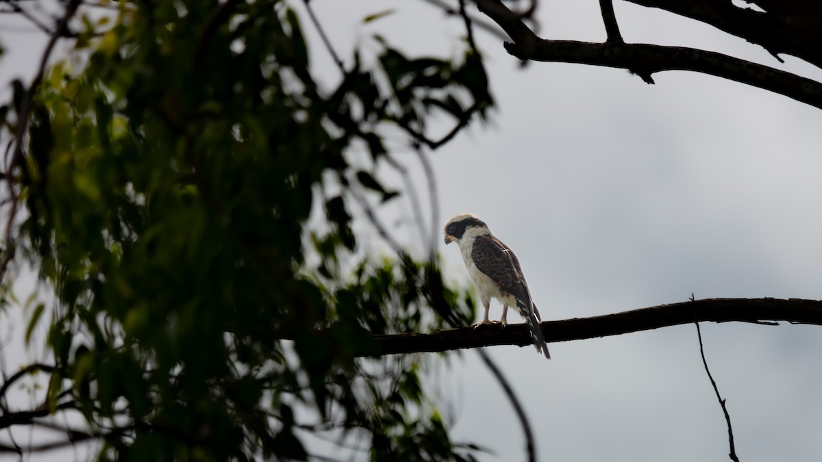 Laughing Falcon - ML638375351