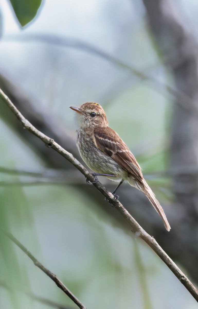 Bran-colored Flycatcher - ML638375400