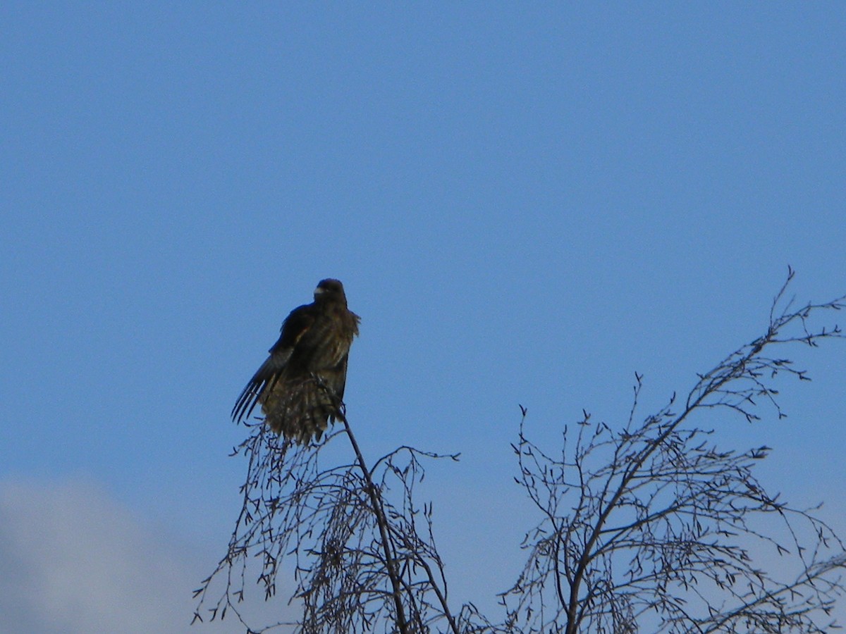 Chimango Caracara - ML638375424