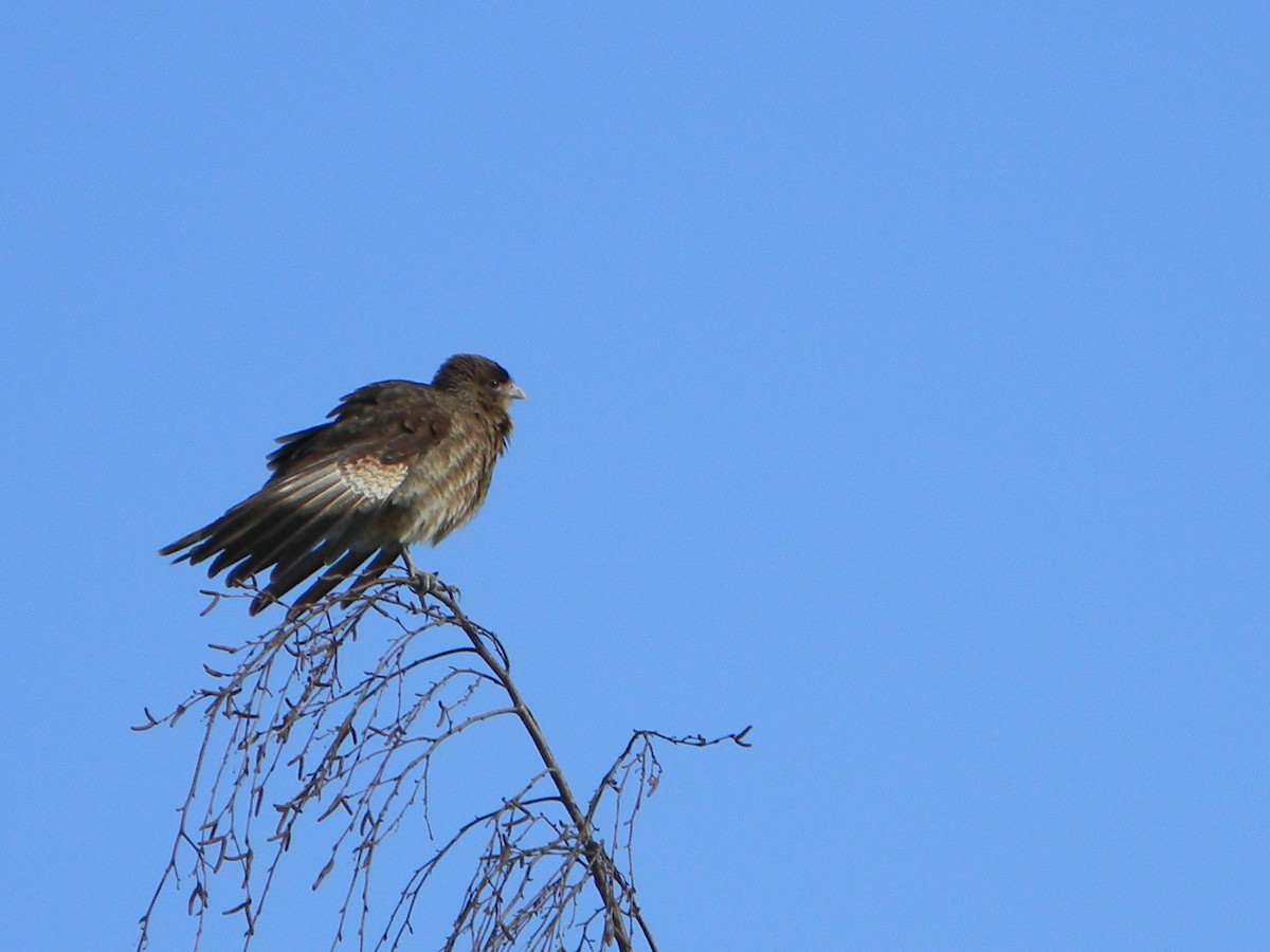 Chimango Caracara - ML638375425