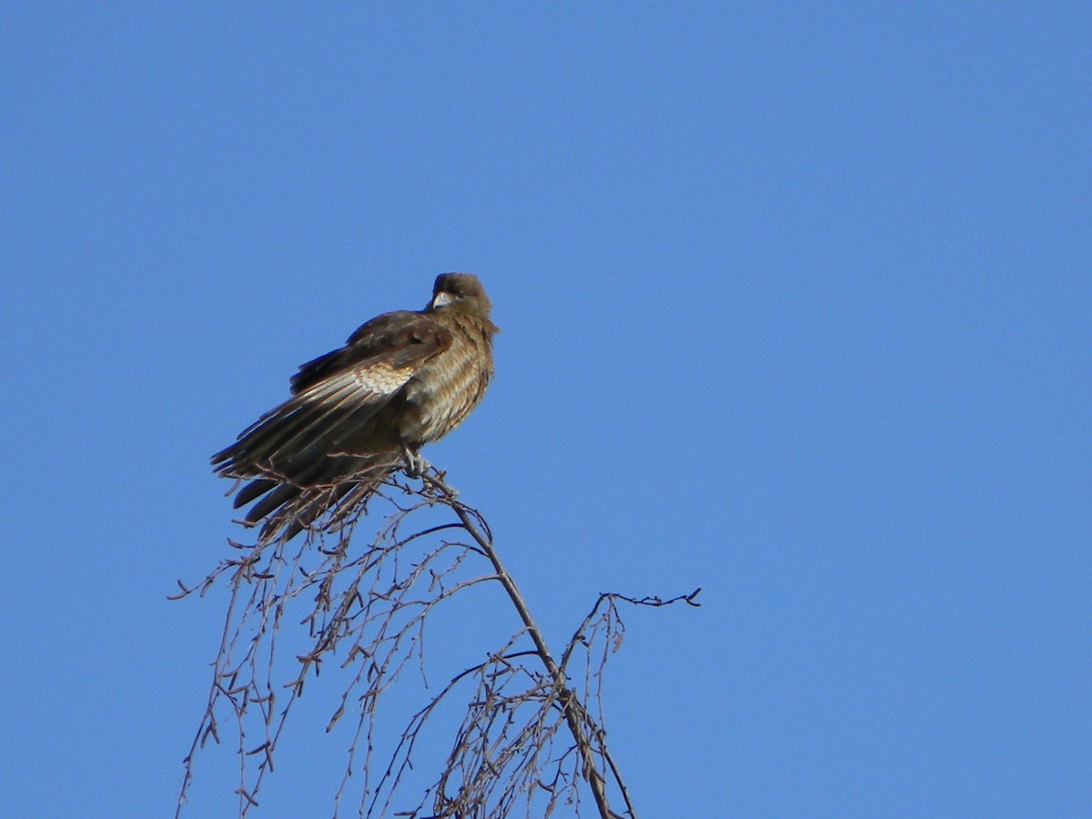 Chimango Caracara - ML638375426