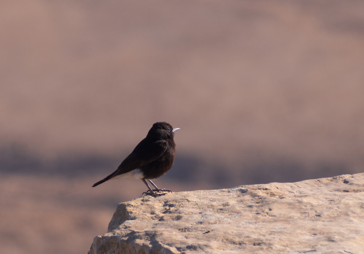 White-crowned Wheatear - ML638375429