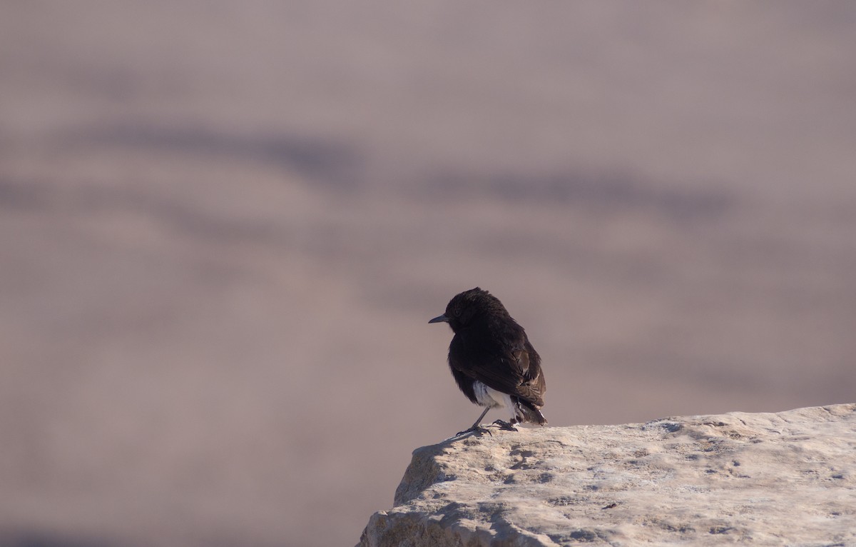 White-crowned Wheatear - ML638375430