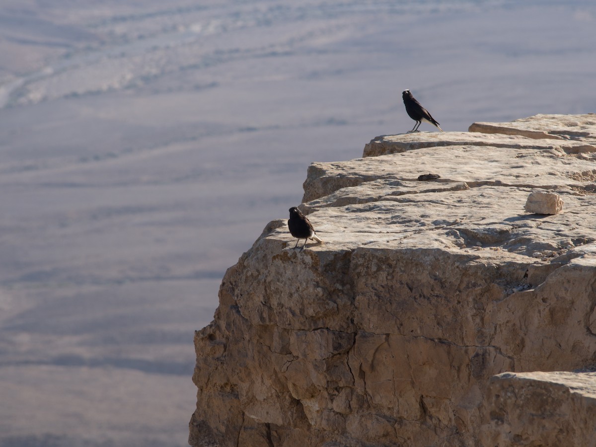 White-crowned Wheatear - ML638375431