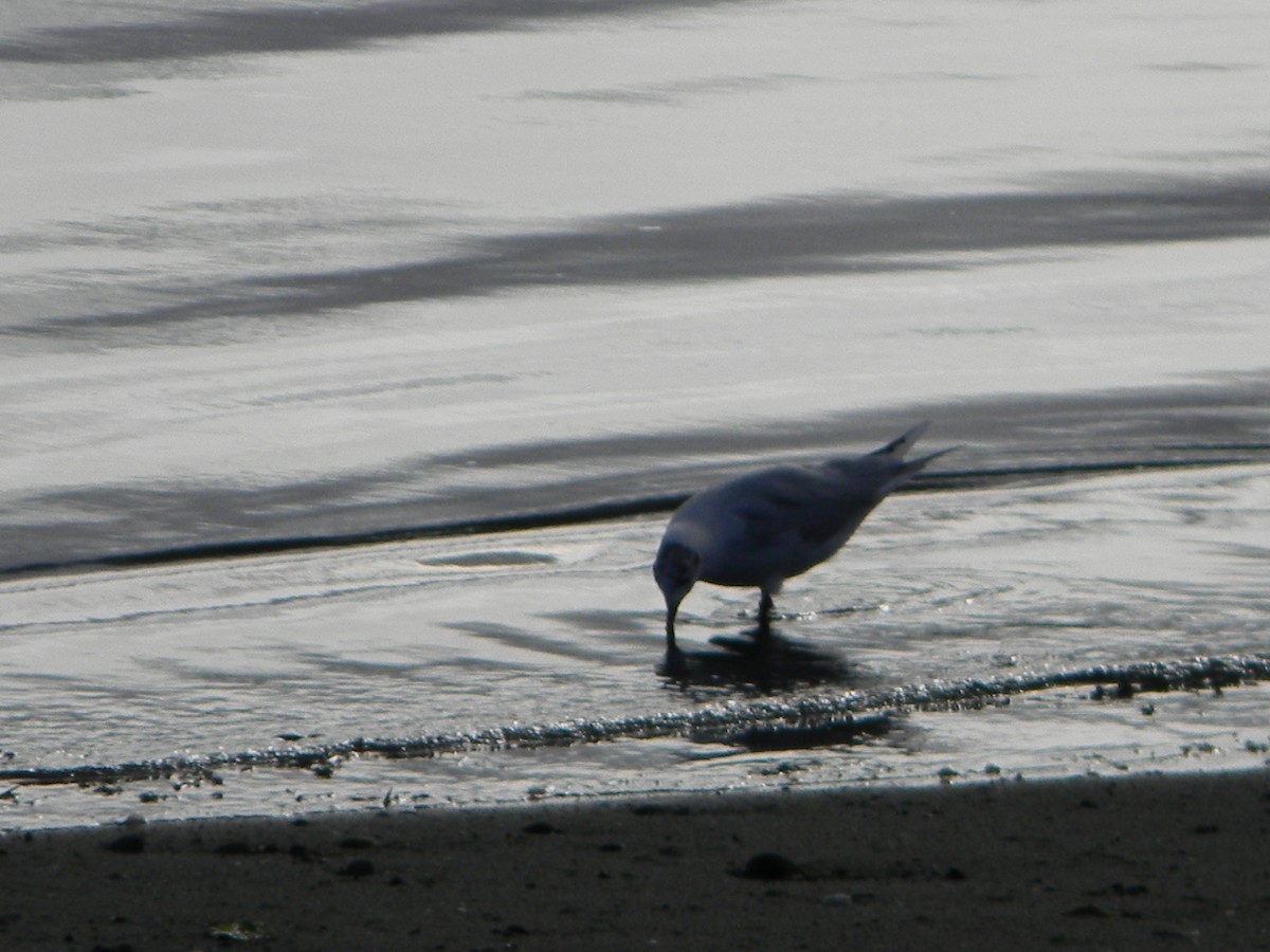 Brown-hooded Gull - ML638375451