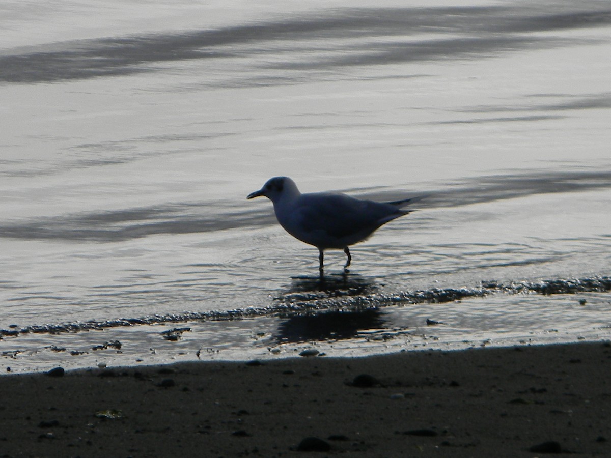 Brown-hooded Gull - ML638375452