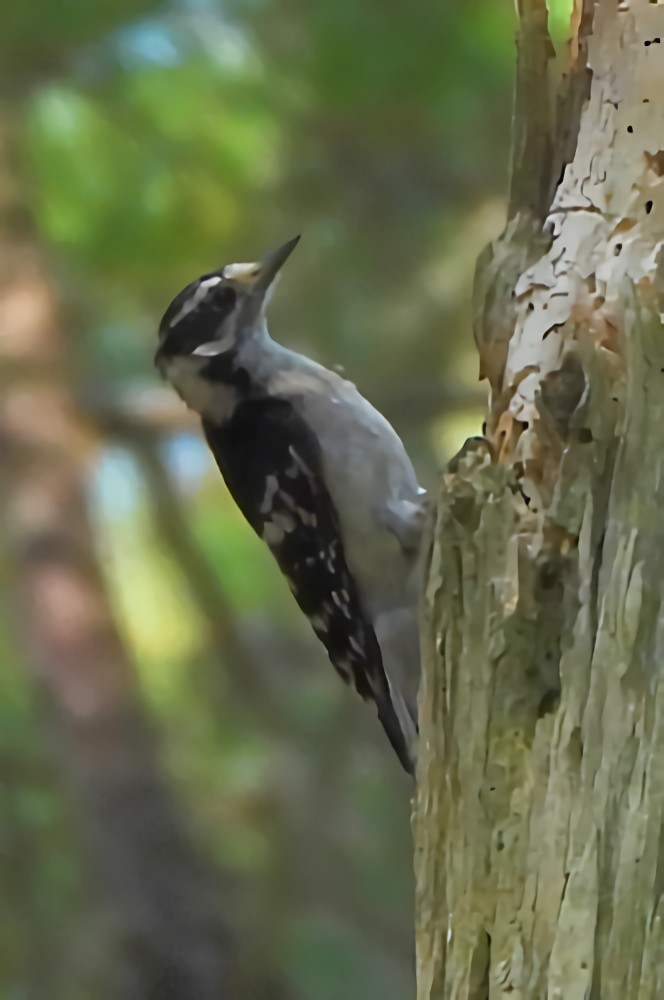 Downy Woodpecker - ML638375453