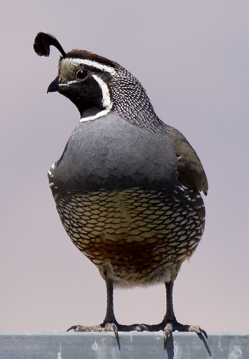 California Quail - ML638375459