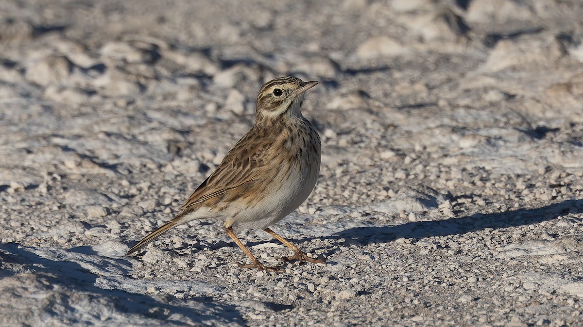 Australian Pipit - ML638375461