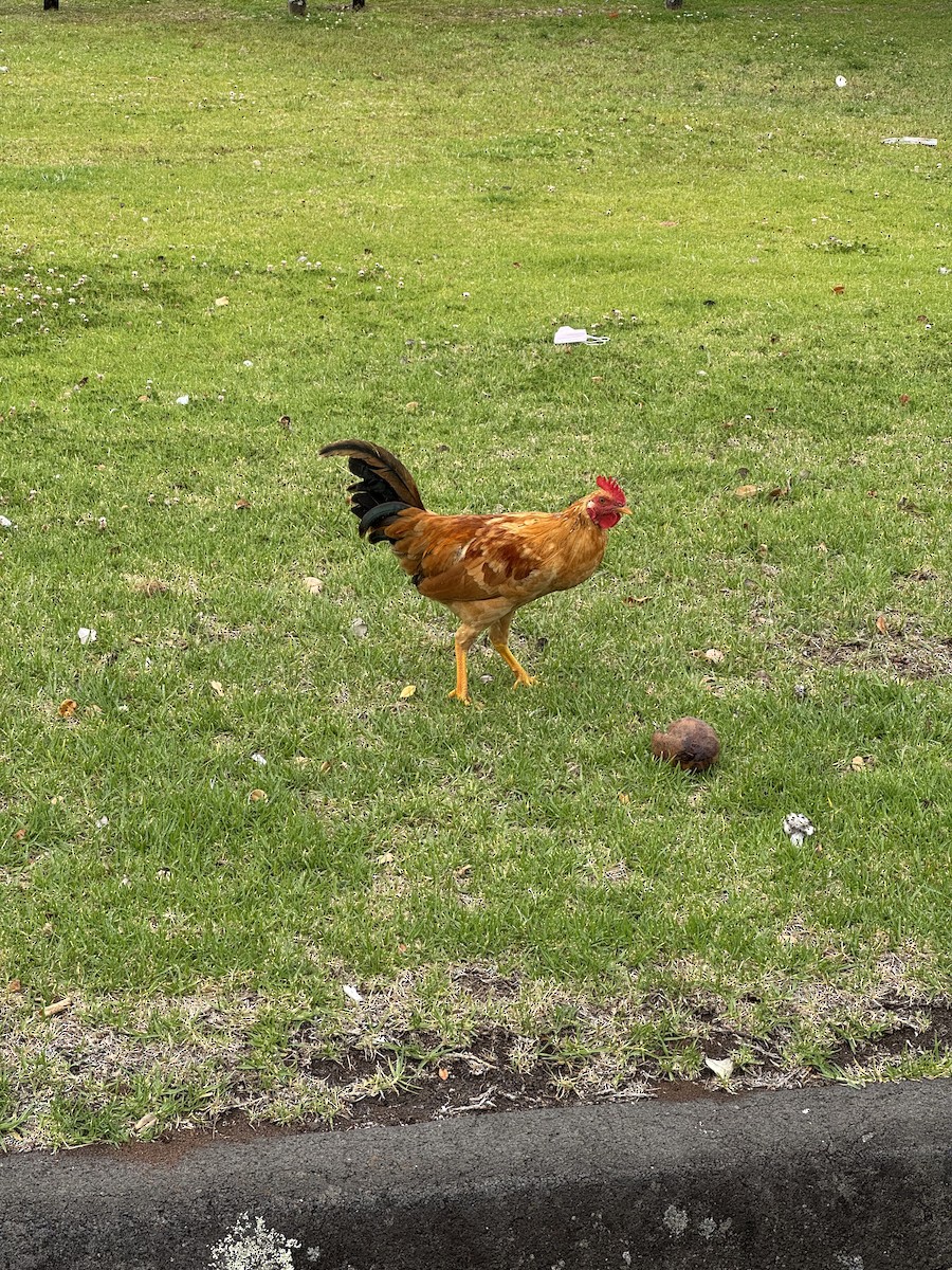 Red Junglefowl (Domestic type) - ML638375471