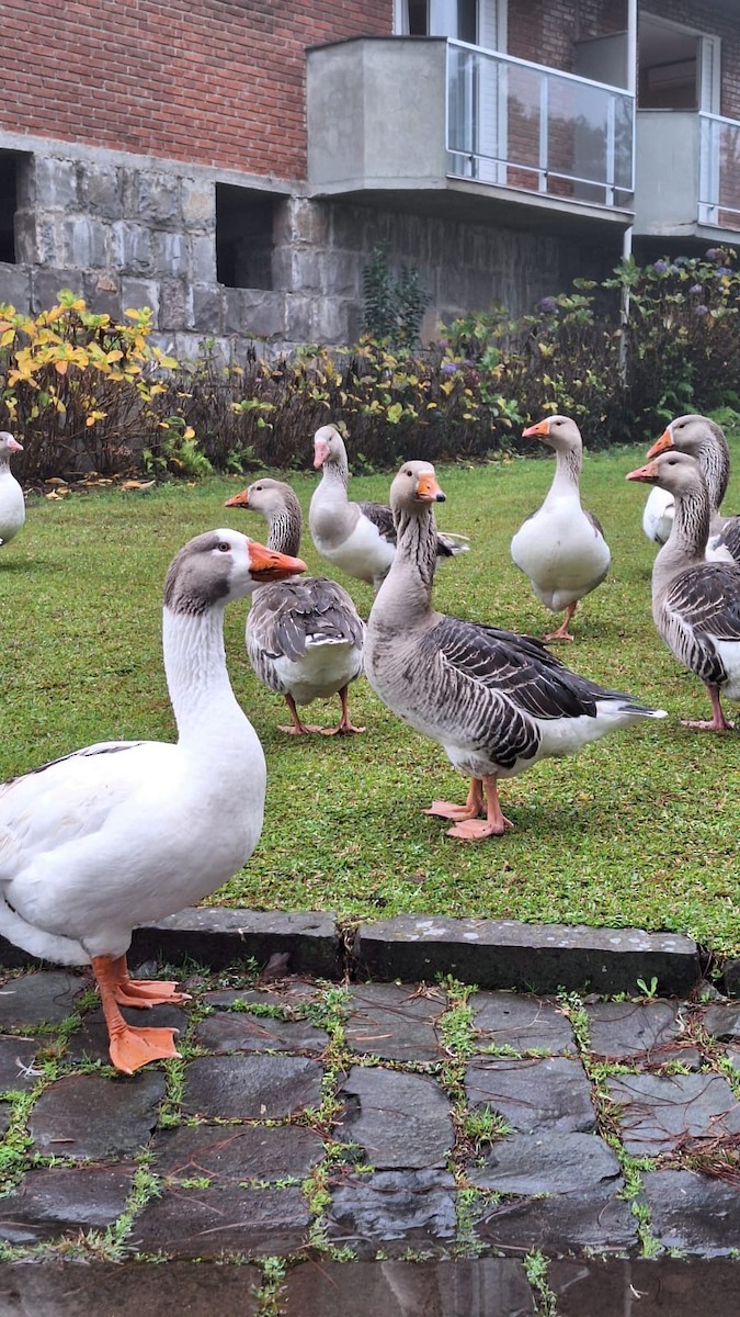 Domestic goose sp. (Domestic type) - ML638375483